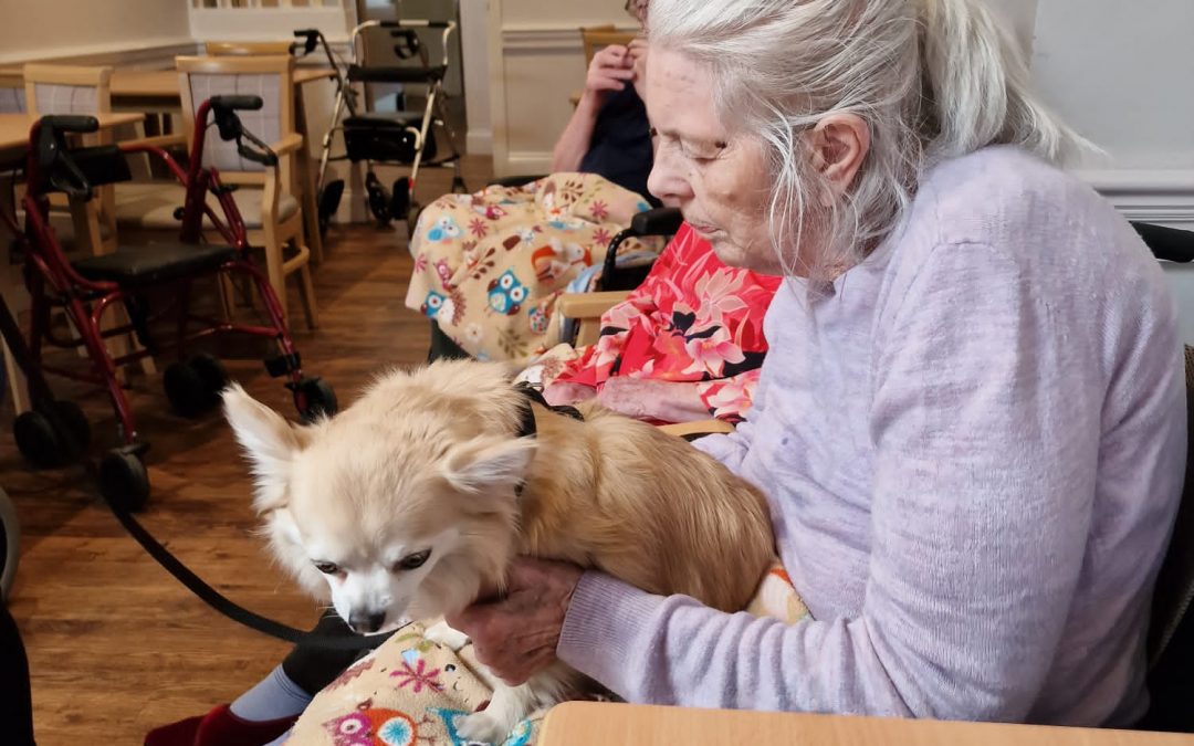 The visit of Simon and the animals