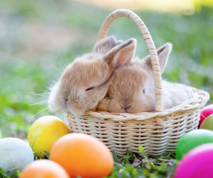 Happy Easter to you all